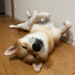 きなこ(柴犬)